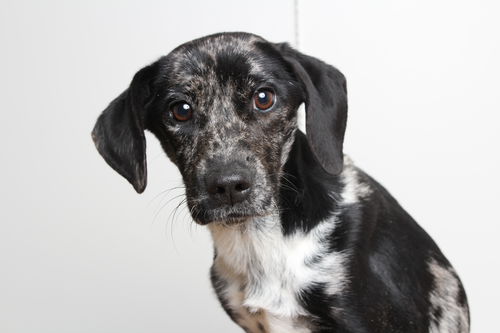 Daisy Mae D181611