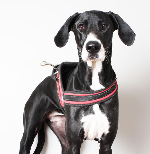 Daisy D181622