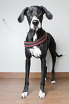 Daisy D181622