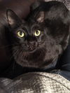 Bagheera C180502 (& Jimi C180503)