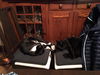 Bagheera C180502 (& Jimi C180503)