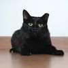Bagheera C180502 (& Jimi C180503)