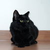 Bagheera C180502 (& Jimi C180503)