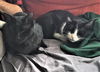 Bagheera C180502 (& Jimi C180503)