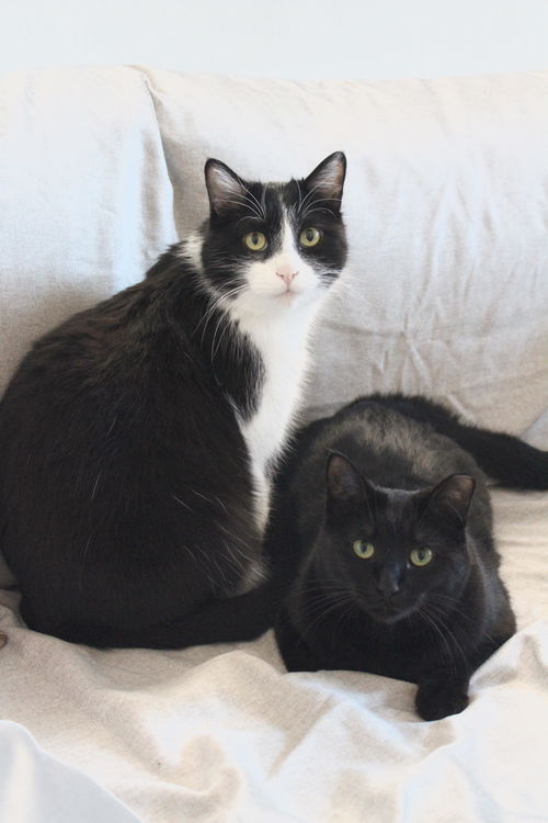 Bagheera C180502 (& Jimi C180503)