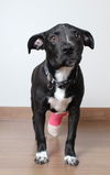 Kaci D190034