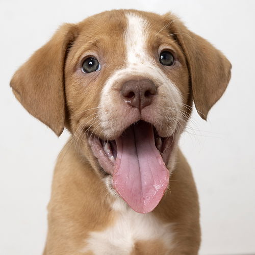 Nala D190136