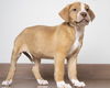 Nala D190136