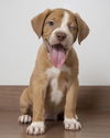 Nala D190136