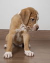 Nala D190136
