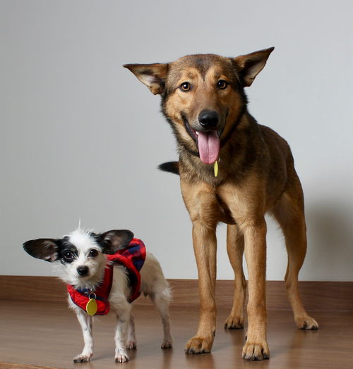 Daisy (& Tali) *Bonded Pair* D190182