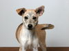 Daisy D190499