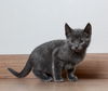 Nala C190136