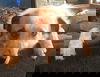 Zap D190758