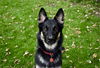 Balto D190874