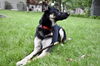 Balto D190874