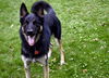 Balto D190874