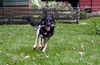 Balto D190874
