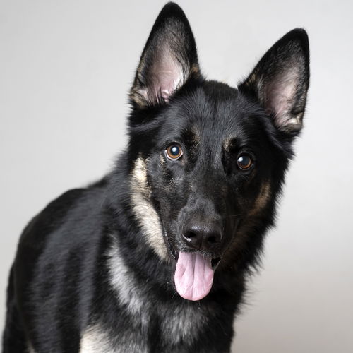 Balto D190874