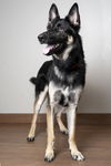 Balto D190874