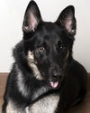 Balto D190874