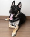 Balto D190874