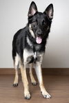 Balto D190874