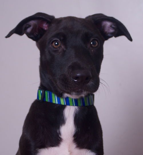 Nala D190895