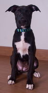 Nala D190895