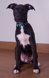 Nala D190895