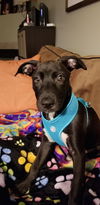 Nala D190895
