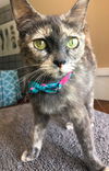 Callie C190176