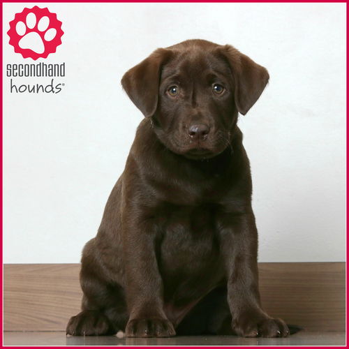 F Dog Fitzgerald D191551