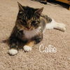 Callie C190435