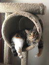 Callie C190435