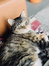 Callie C190435