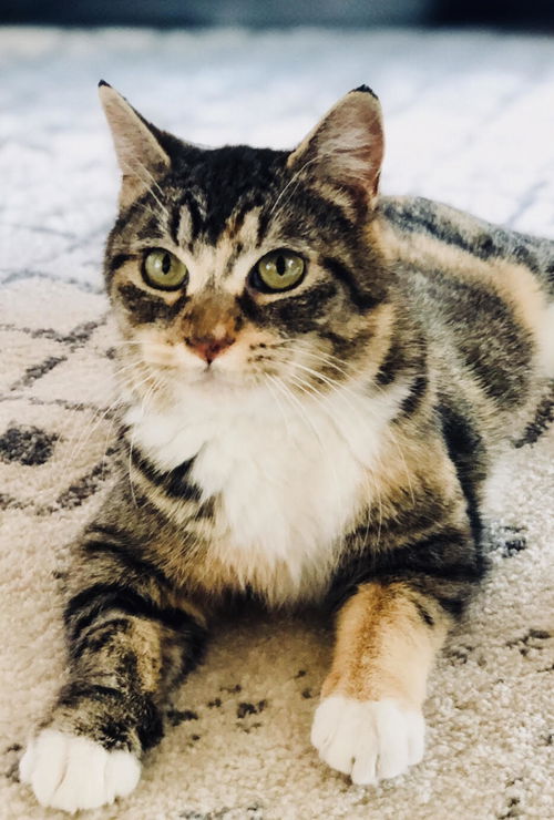 Callie C190435
