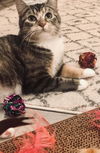 Callie C190435