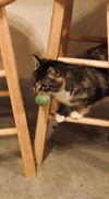 Callie C190435