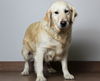 Abbi D200118