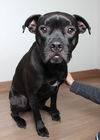 Valentine D200269
