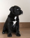 S'MORE D200308