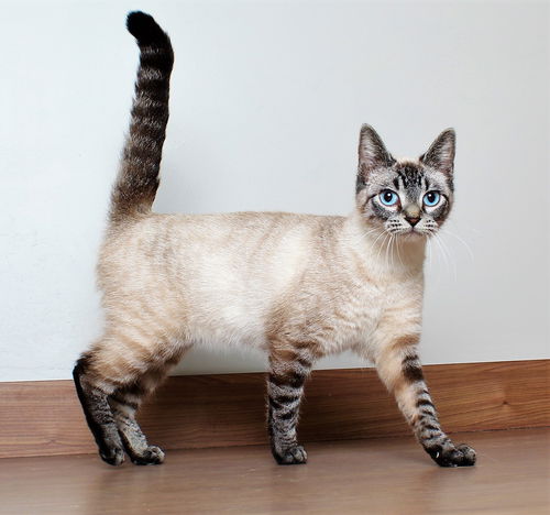 Hailey C200072