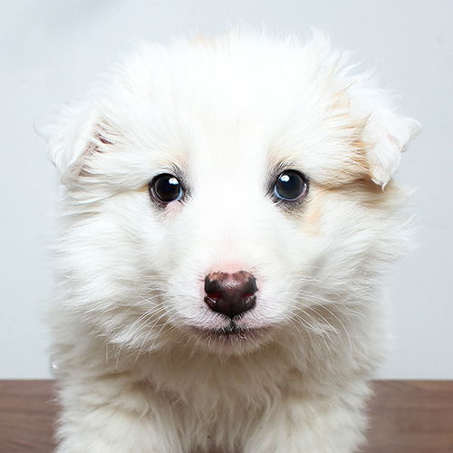 Balu D200368