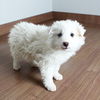 Balu D200368