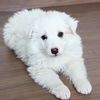 Balu D200368