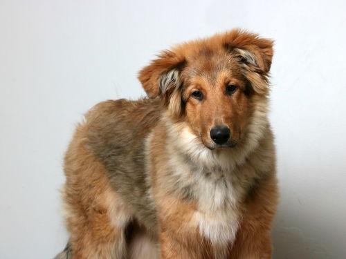 Achilles D200405