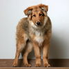 Achilles D200405