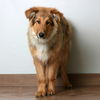 Achilles D200405