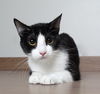 Nala C200092 *bonded w/Lola C200091*